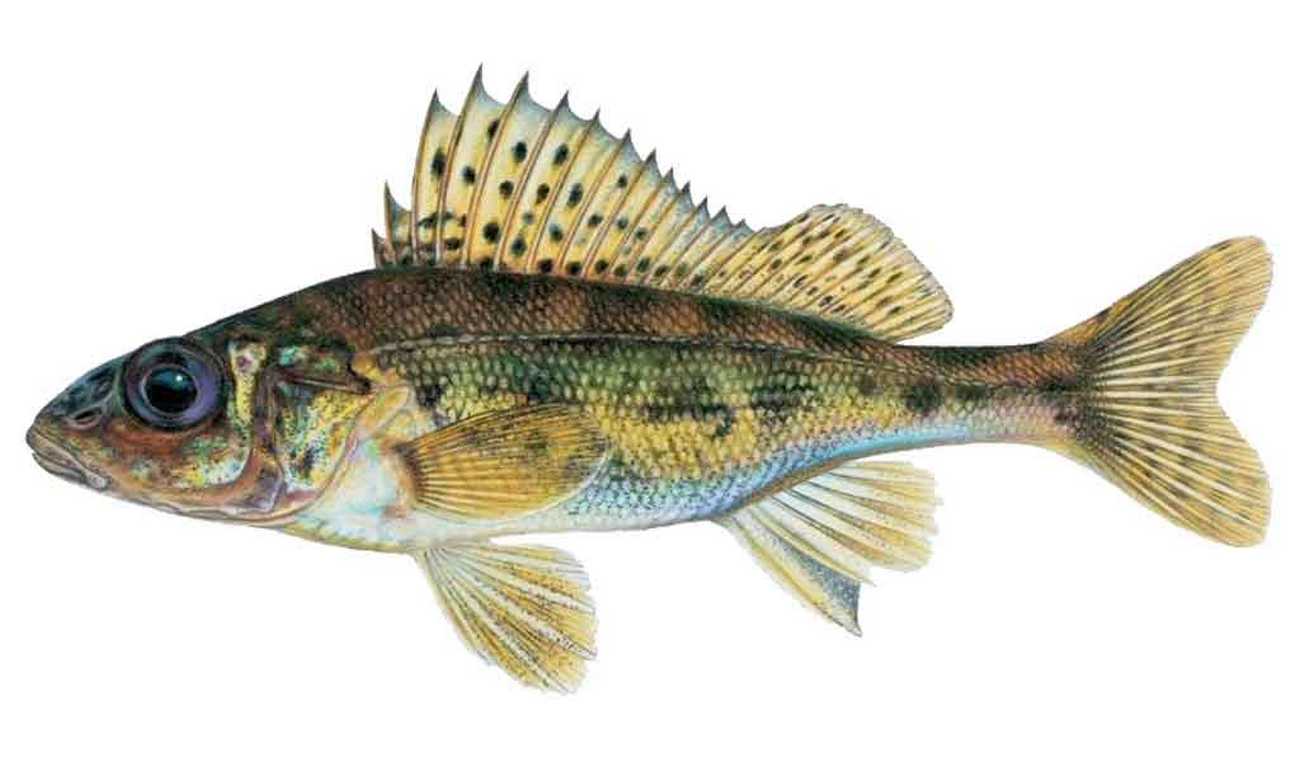 Gymnocephalus cernua (Linnaeus, 1758)